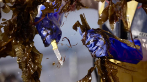 Manual harvesting of cultivated seaweed